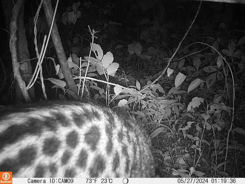 West African Civet