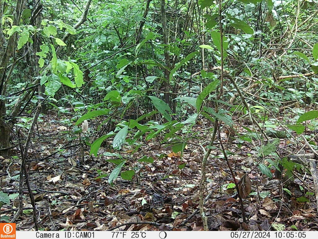 Common Kusimanse from Gontougo, Côte d'Ivoire on May 27, 2024 at 1005