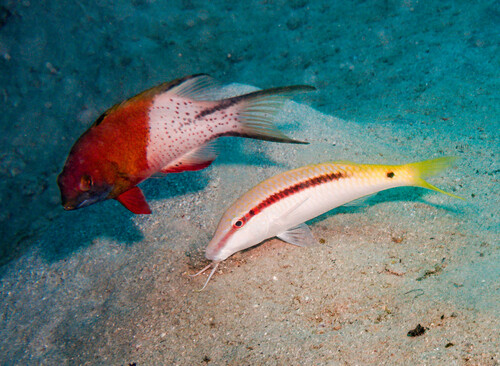 Red Sea Goatfish