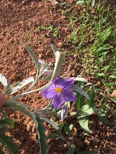 silverleaf nightshade