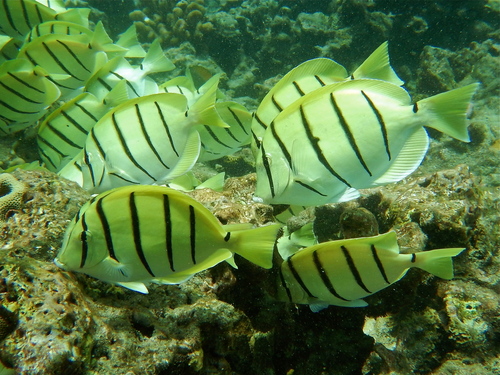 Convict Surgeonfish