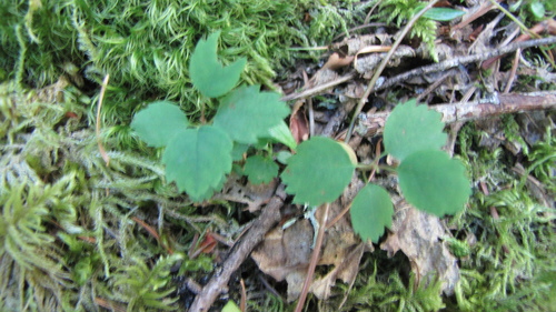 Western Serviceberry seedling