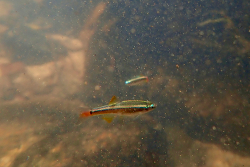 Tanichthys albonubes