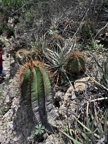 star cactus