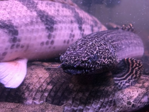 Ornate Bichir