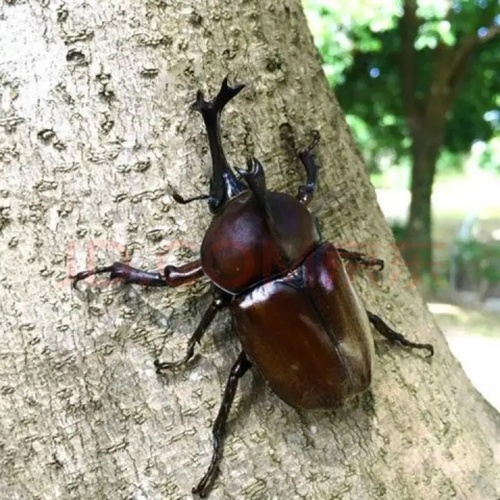 Trypoxylus dichotomus dichotomus