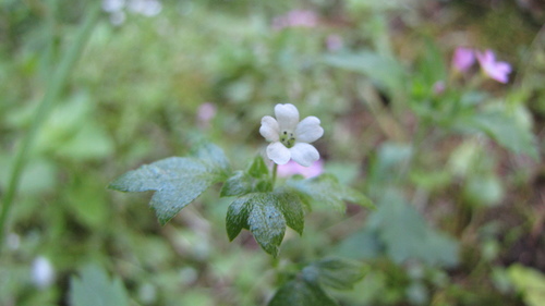 Nemophila parviflora var. parviflora