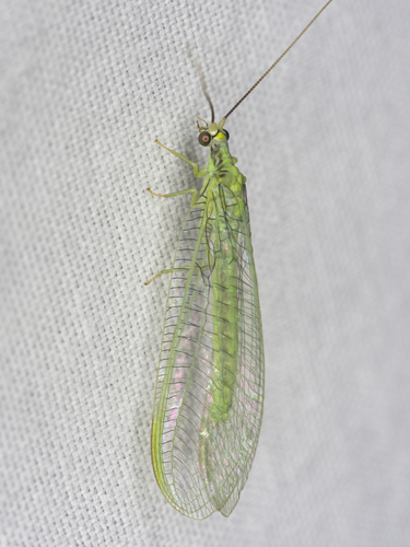 Nineta nanina