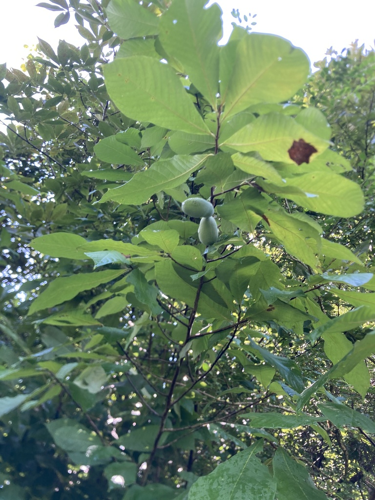 common pawpaw from Anglers Cove Rd, Kingston, TN, US on July 29, 2024 ...