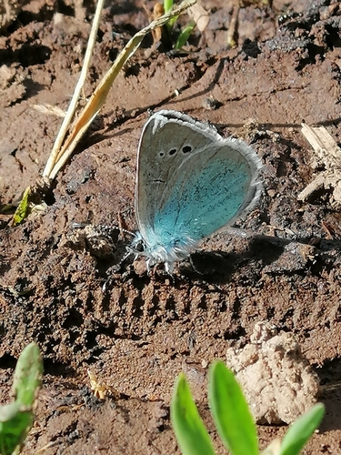 Green-underside Blue