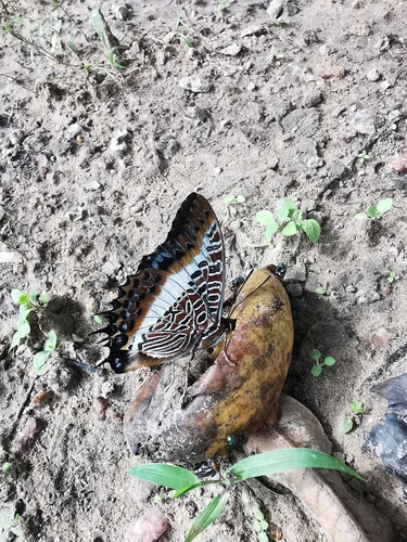 White-barred Emperor