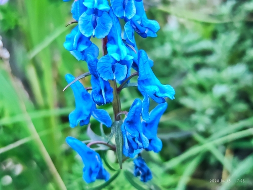 Corydalis pseudobalfouriana