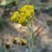 Helichrysum italicum microphyllum - Photo (c) williamdomenge9, all rights reserved, uploaded by williamdomenge9