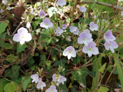 Creeping Blue Speedwell