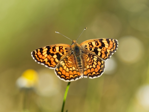Knapweed Fritillary