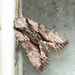 Common Hyppa Moth - Photo (c) Andrée Reno Sanborn, all rights reserved, uploaded by Andrée Reno Sanborn