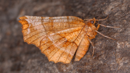 Selenia nuotrauka