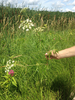 Cicuta maculata maculata - Photo (c) Gracia Clark, todos los derechos reservados, subido por Gracia Clark
