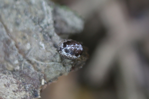 Leviellus stroemi