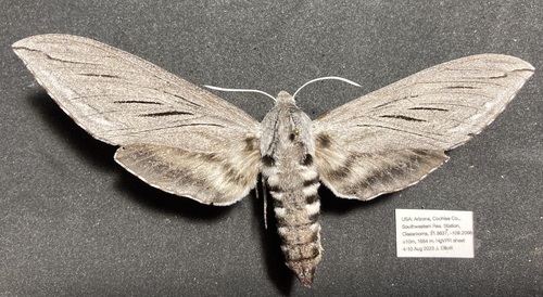 Asellus Sphinx