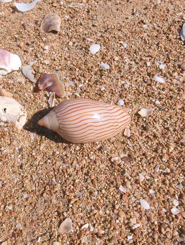 Zebra Volute from Broadsound, AU-QL, AU on July 30, 2024 at 01:10 PM by ...