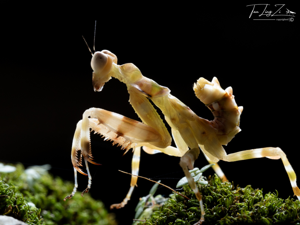 Banded Flower Mantis from Penang, Malaysia on July 20, 2024 at 11:40 AM ...