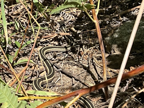 iNaturalist observation photo of Western Terrestrial Garter Snake