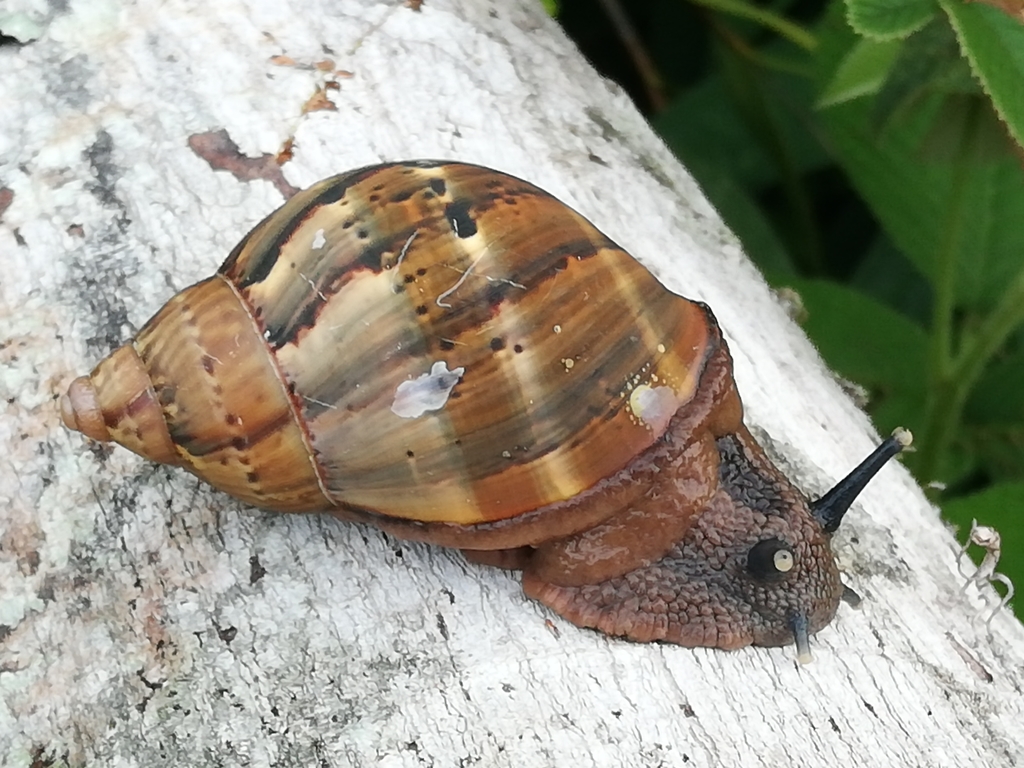 Caracol en orden Stylommatophora