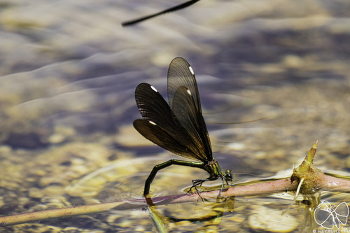 Calopteryx japonica
