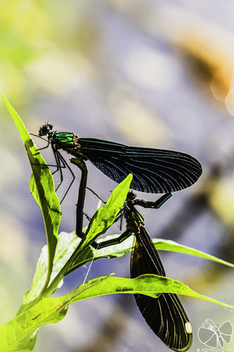 Calopteryx japonica