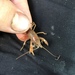 Bluegrass Crayfish - Photo (c) Greg Myers, all rights reserved, uploaded by Greg Myers