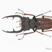 Lucanus zhuxiangi - Photo (c) Hanyang Ye, all rights reserved, uploaded by Hanyang Ye