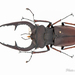 Lucanus deuveianus - Photo (c) Hanyang Ye, all rights reserved, uploaded by Hanyang Ye