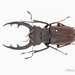 Lucanus fonti - Photo (c) Hanyang Ye, all rights reserved, uploaded by Hanyang Ye