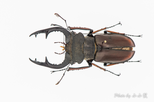 Lucanus fairmairei