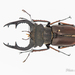 Lucanus fairmairei - Photo (c) Hanyang Ye, all rights reserved, uploaded by Hanyang Ye