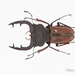 Lucanus fortunei - Photo (c) Hanyang Ye, all rights reserved, uploaded by Hanyang Ye