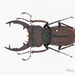 Lucanus swinhoei continentalis - Photo (c) Hanyang Ye, all rights reserved, uploaded by Hanyang Ye