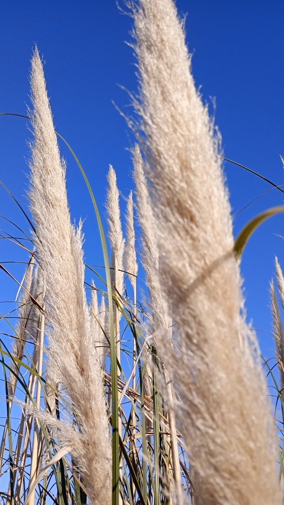 Pampas Grass from Benítez, Provincia de Buenos Aires, Argentina on July ...