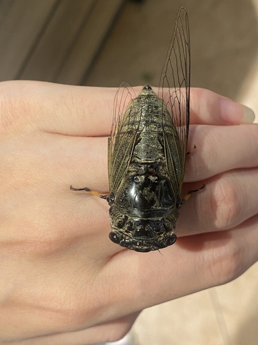 Eastern horse cicada