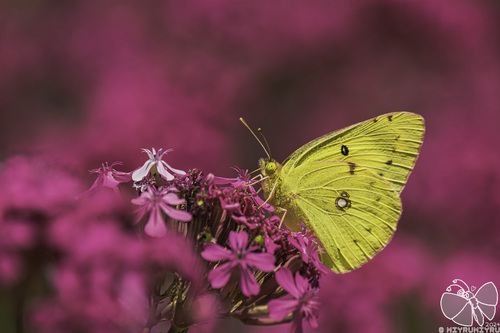 Colias poliographus