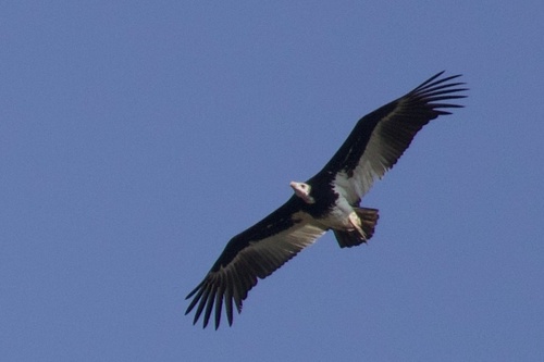 White-headed Vulture
