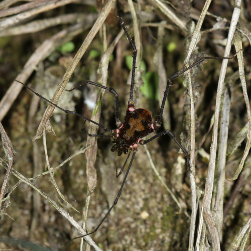 Phareicranaus arthrocentricus · iNaturalist