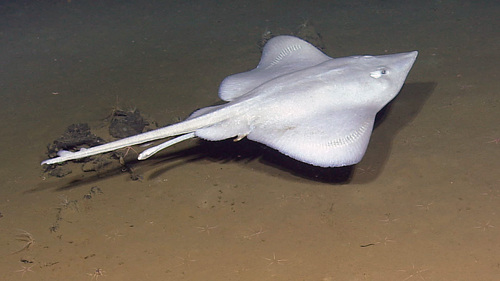 Pacific White Skate (Bathyraja spinosissima) · iNaturalist