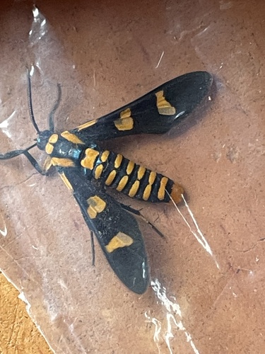 Phoenicoprocta hampsonii (Phoenicoprocta hampsonii)