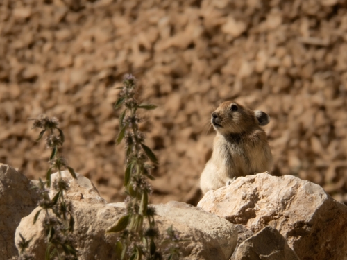 Iranian Pika (Ochotona vizier) — Data Deficient Mammalia