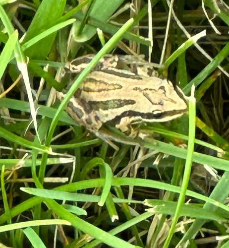 Boreal Chorus Frog