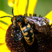 Interrupted Mourning Bee - Photo (c) Van Truan, all rights reserved, uploaded by Van Truan