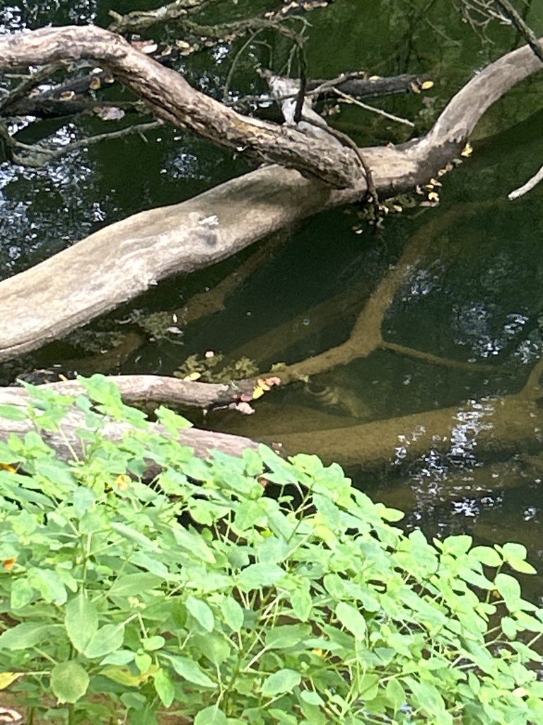 Common Snapping Turtle from Oregon Ridge Park, Cockeysville, MD, US on ...