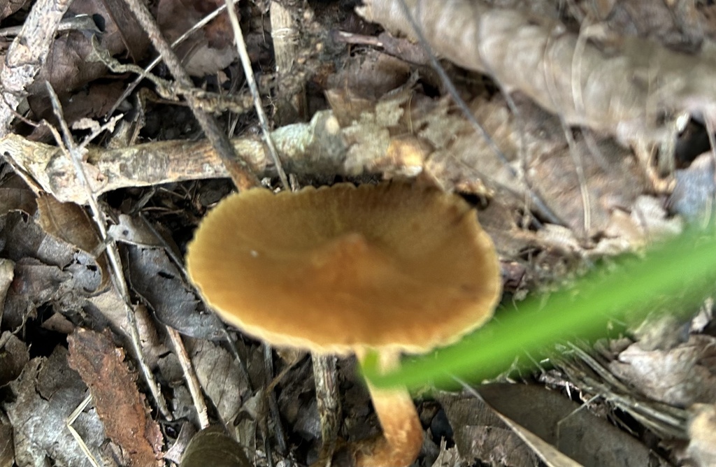 Cortinarius distans from SSR-D, Saint Charles, MO, US on July 30, 2024 ...